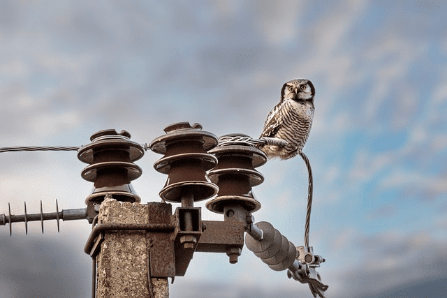 northern hawk-owl, owl, bird